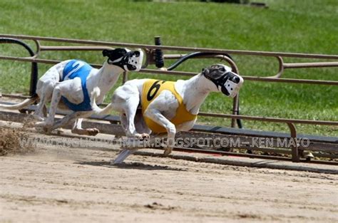 racing post galgos